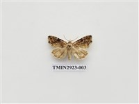 藏品(夜蛾213)的圖片